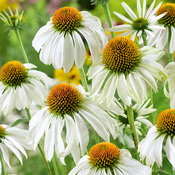 X 25 ECHINACEA WHITE SWAN  I