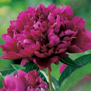 X 25 PAEONIA KARL ROSENFIELD 2/3