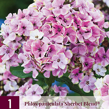 X 1 PHLOX PANICULATA SHERBET BLEND® I