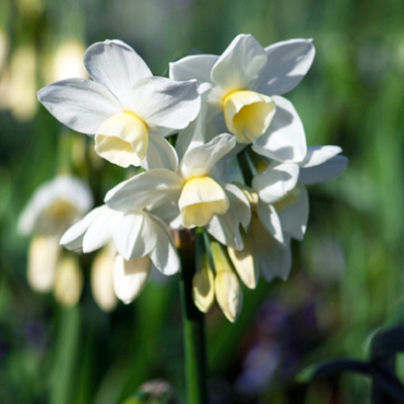 X 100 NARCISSUS SILVER CHIMES 15/17