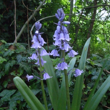 X 100 HYACINTHOIDES HISPANICA BLAUW 8/10