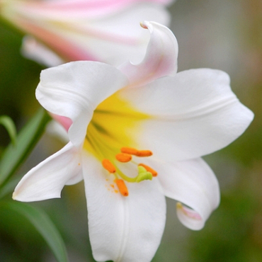 X   25 LILIUM REGALE 18/20