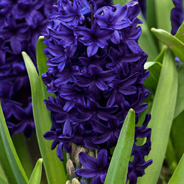 X   50 HYACINTHUS BLUE TROPHY 15/16