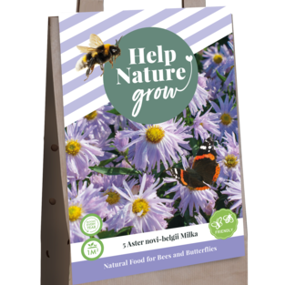 X 1 TAS 5 ASTER NOVI BELGII MILKA - HELP NATURE GROW I