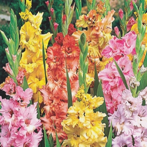 X 100 GLADIOLUS RUFFLED MIX 12/14