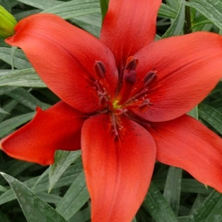 X 50 LILIUM RED COUNTY 14/16