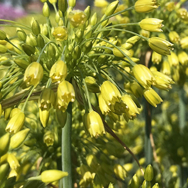 X 100 ALLIUM YELLOW FANTASY 6/+