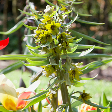 X   10 FRITILLARIA GREEN EYES 20/24