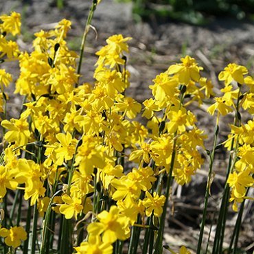 X 100 NARCISSUS CORDUBENSIS 6/+