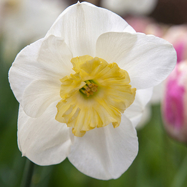 X 100 NARCISSUS PAPILLON BLANC 12/14