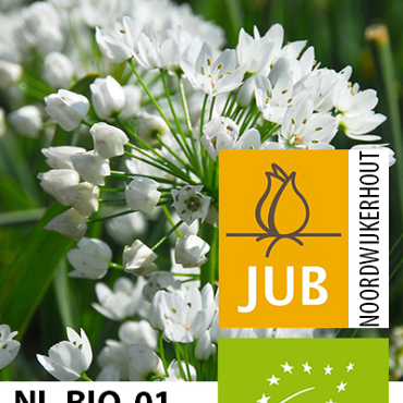 X 100 BIO ALLIUM NEAPOLITANUM 4/+