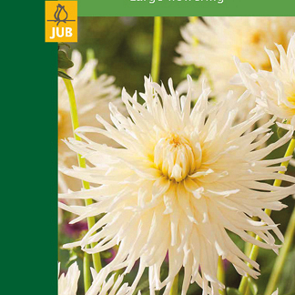 X 1 DAHLIA CACTUS WHITE I