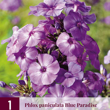 X 1 PHLOX PANICULATA BLUE PARADISE I
