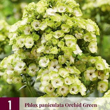 X 1 PHLOX PANICULATA ORCHID GREEN I