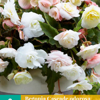 X 2 BEGONIA CASCADE ODOROSA WHITE BLUSH 5/6