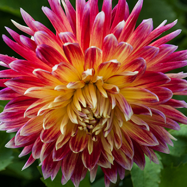 X 10 DAHLIA AKITA I