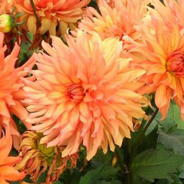 X 10 DAHLIA AUTUMN FAIRY I