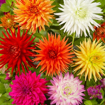 X 10 DAHLIA CACTUS MIX I