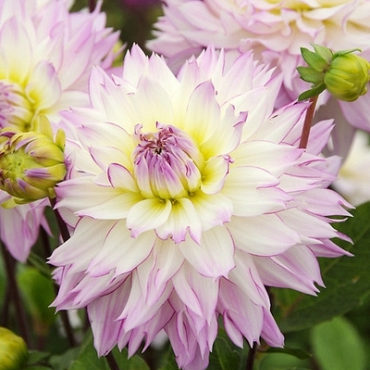 X 10 DAHLIA CRAZY LOVE I