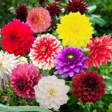 X 10 DAHLIA DECORATIVE MIX I