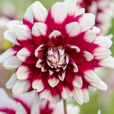 X 10 DAHLIA DUET I