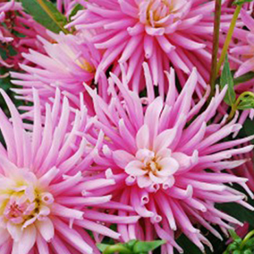 X 10 DAHLIA PARK PRINCESS I