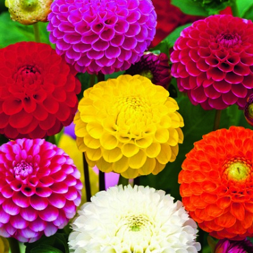 X 10 DAHLIA POMPON MIX I