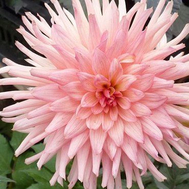 X 10 DAHLIA PREFERENCE I