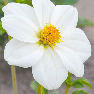 X 10 DAHLIA SNEEZY I