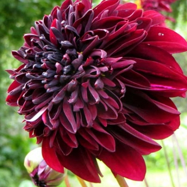 X 10 DAHLIA SOULMAN I