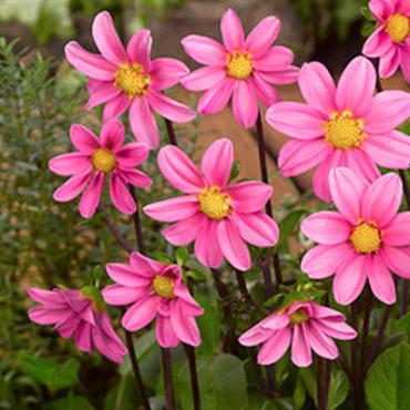 X 10 DAHLIA TOPMIX PINK I