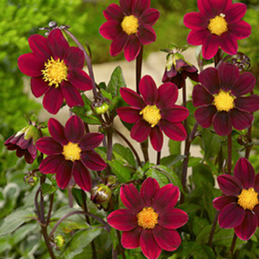 X 10 DAHLIA TOPMIX PURPLE I