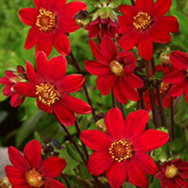 X 10 DAHLIA TOPMIX RED I