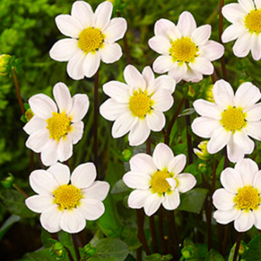 X 10 DAHLIA TOPMIX WHITE I