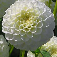 X 10 DAHLIA WHITE ASTER I