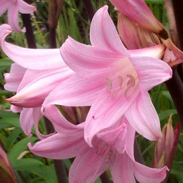 X 10 AMARYLLIS BELLADONNA 20/+