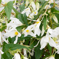 X 10 BEGONIA BOLIVIENSIS SANTA BARBARA 18/20