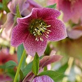 X 10 HELLEBORUS ORIENTALIS MONTSEGUR I