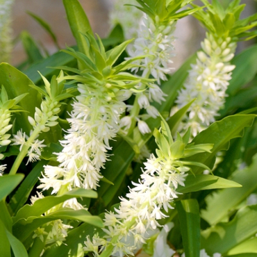 X 25 EUCOMIS AUTUMNALIS 14/16