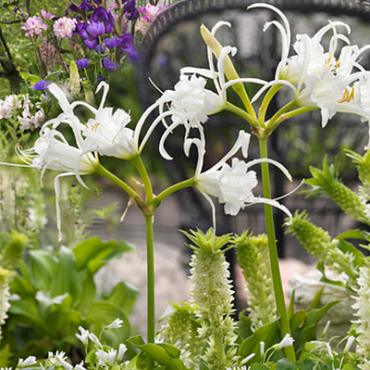 X 25 HYMENOCALLIS FESTALIS 16/18