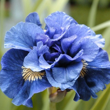 X 25 IRIS SIBIRICA CONCORD CRUSH I
