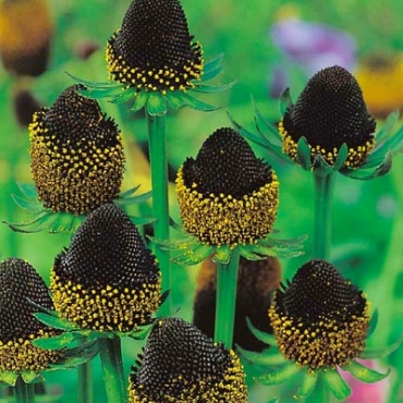 X 25 RUDBECKIA BLACK BEAUTY I