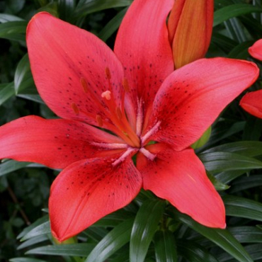 X 50 LILIUM HAPPY HEART 14/16