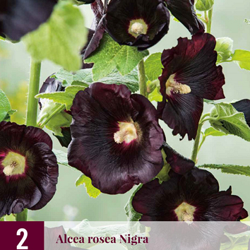 X 2 ALCEA ROSEA NIGRA I