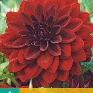 X 1 DAHLIA ARABIAN NIGHT I