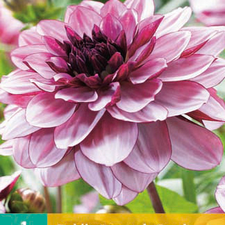 X 1 DAHLIA CREME DE CASSIS I