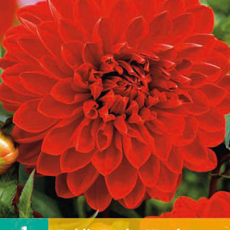 X 1 DAHLIA GARDEN WONDER I