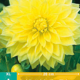 X 1 DAHLIA KELVIN FLOODLIGHT I