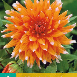 X 1 DAHLIA COLOR SPECTACLE I