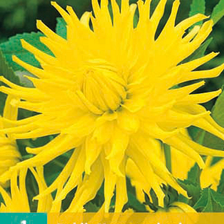 X 1 DAHLIA KENNEMERLAND I